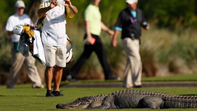 Alligator on golf course, Zurich Classic of New Orleans 