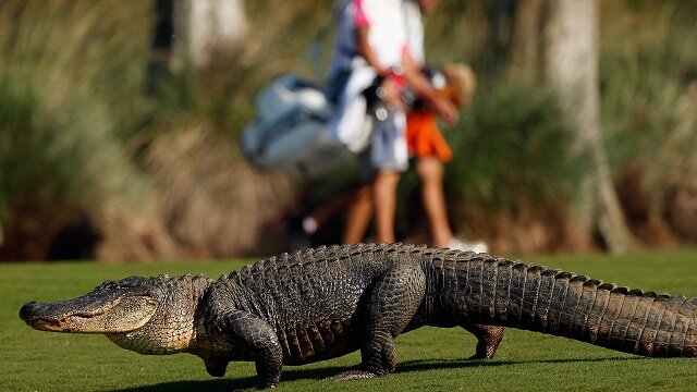 Alligator on golf course, Zurich Classic of New Orleans