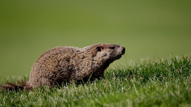 Groundhog, U.S. Open 