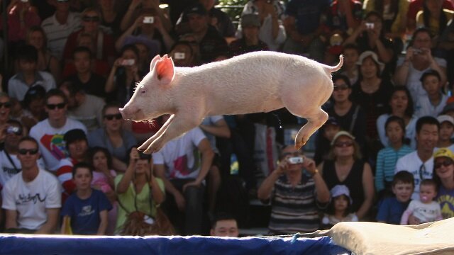 pig picture, 2009 Sydney Royal Easter Show