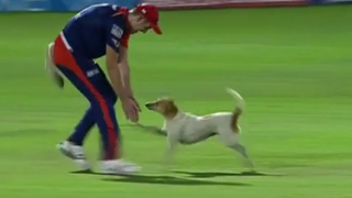 Happy Dog Interrupts Cricket Match In India, Draws Huge Applause From Fans