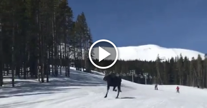 Snowboarders Capture Amazing Footage Of Wild Moose Chasing Them Down Mountain