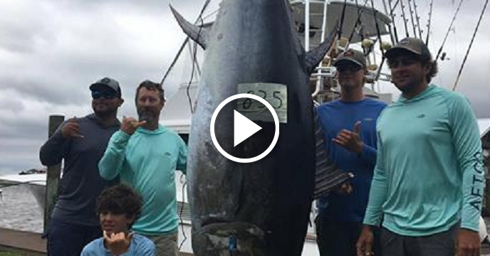 115-Pound Dude Miraculously Catches 835-Pound Bluefin Tuna Off Gulf Coast