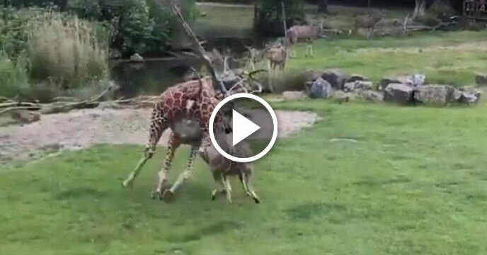 An Antelope Went Rogue and Speared a Giraffe at a Netherlands Zoo