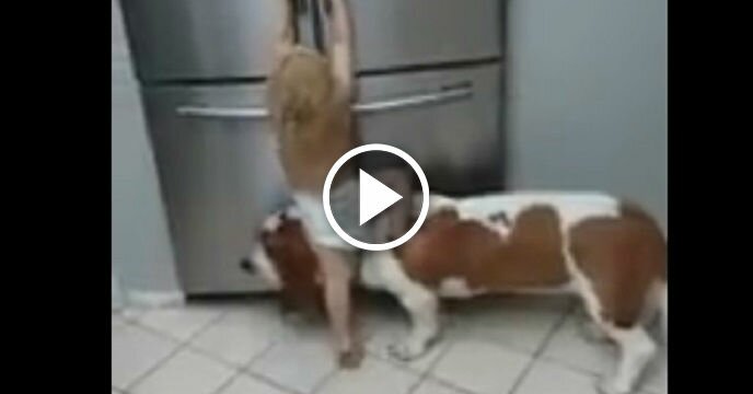 Man's Best Friend Gives Toddler a Boost So He Can Raid Refrigerator