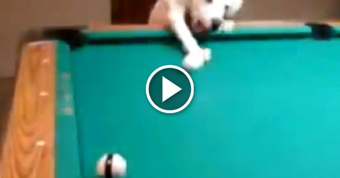 Incredibly Talented Dog Is a Bona Fide Pool Shark and He Will Hustle You