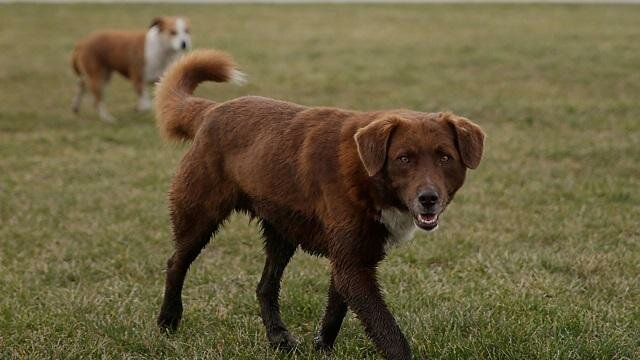 Stray Dogs killed in Sochi