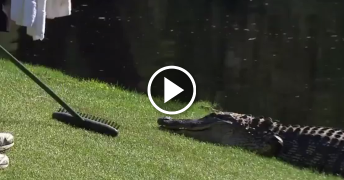 Courageous Caddy Chases Monstrous Gator Away With Sand Rake