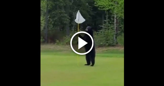 Black Bear Casually Invades Golf Course — Leaves With A Stolen Sandwich