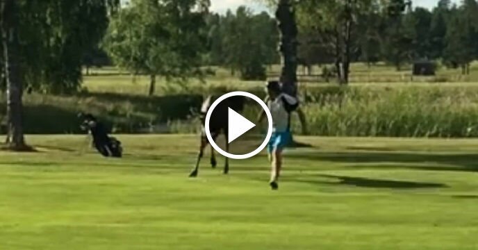 Golfer in Sweden Gets Chased By a Moose Through Golf Course