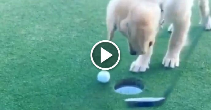 Cute Dog Picks Up and Drops Golf Ball in Hole After Owner Misses Putt