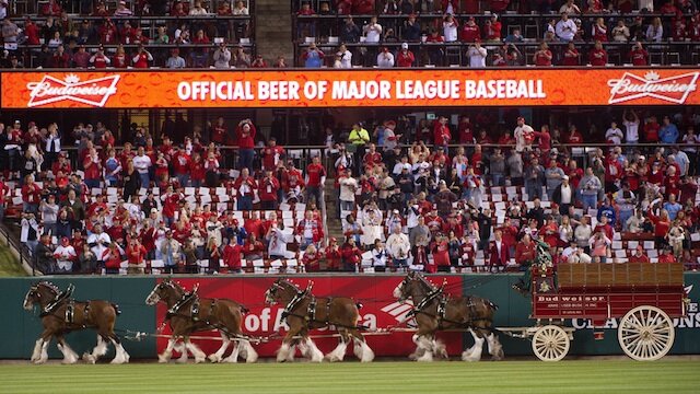 St. Louis Cardinals Clydesdales