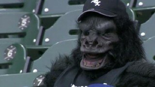 Oh, It's Just A Gorilla Having A Soda At A Baseball Game, That's All