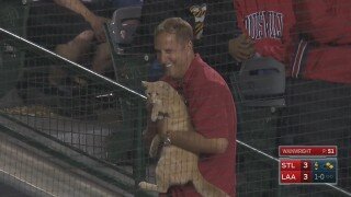 Cat Totally Cramps Adam Wainwright's Style, Runs Around Field At Cardinals-Angels Game