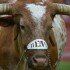 2013 Texas Longhorns Football Preview
