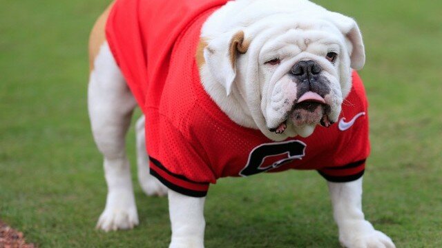 5 Toughest Things About Being A Georgia Football Fan