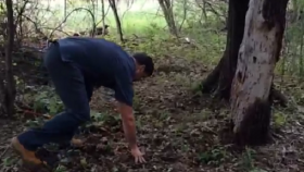 Detroit Lions Draft Pick Anthony Zettel Rips Tree Out Of Ground With Brute Tackling Strength