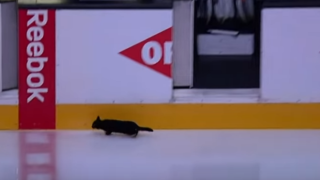 Pesky Black Cat Makes His Way On Ice Before Game, Doesn\'t Curse San Jose Sharks