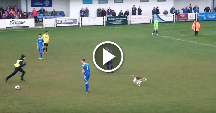 Very Good Beagle Doesn't Give AF About Soccer Game — Has Time Of His Life Running On Field