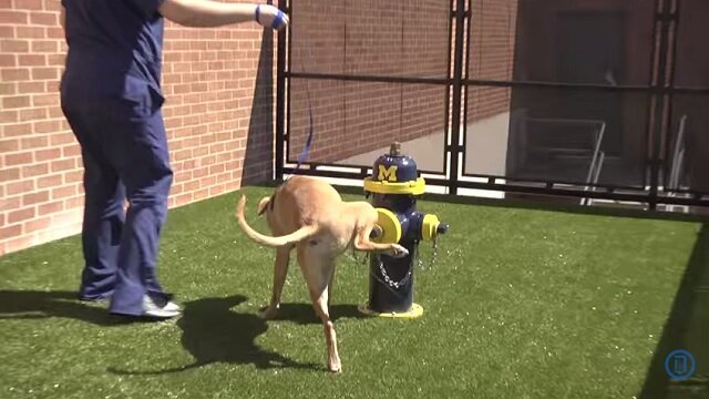 Ohio State Buckeye Dog Tests Out Michigan-Themed Hydrant