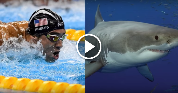 Michael Phelps Will Race Great White Shark to Celebrate Shark Week