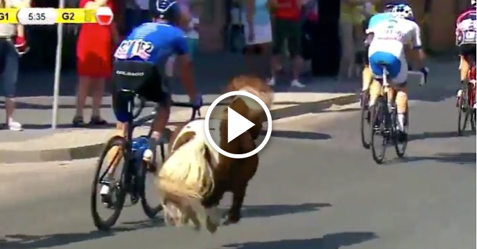 Miniature Horse Unexpectedly Joins Tour of Poland Bike Race Stage 6