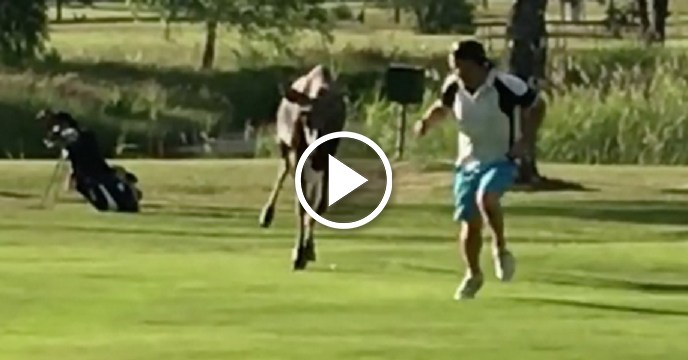 Moose Calf Hilariously Chases Golfer Around Swedish Course