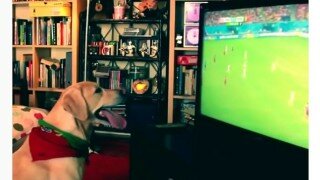  Dog Jubilantly Celebrates Soccer Goal 